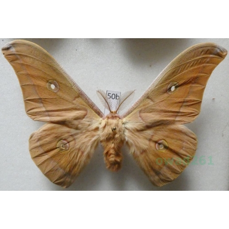 Antheraea pernyi (Guérin-Méneville, 1855) male ex. ovo China 98mm50b